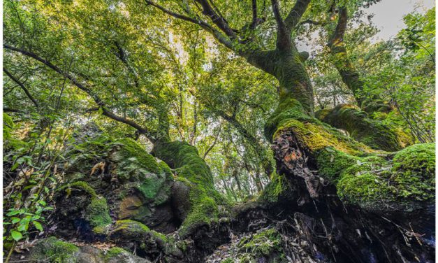 Il valore delle foreste … al Bosco del Sasseto