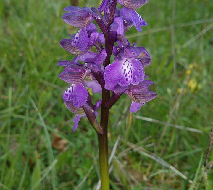 Le orchidee spontanee dell’Alfina