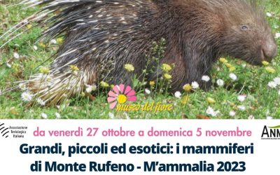 Grandi, piccoli ed esotici: i mammiferi di Monte Rufeno